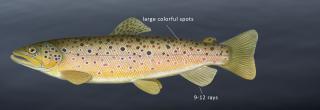 Brown trout illustration
