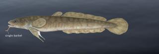 Burbot illustration