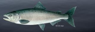 Chinook salmon illustration