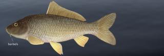 Common carp illustration