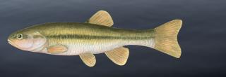 Creek Chub  North Dakota Game and Fish