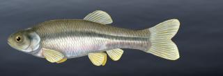 Fathead minnow illustration