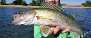 Walleye