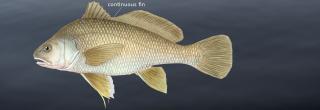 Freshwater drum illustration