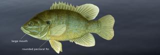 Green sunfish illustration