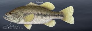 Largemouth bass illustration