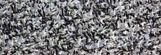 Spring light geese flock