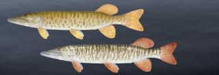 Muskellunge (top), Tiger Muskie (bottom)