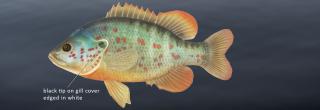 Orangespotted sunfish illustration