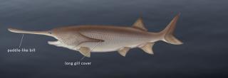 Paddlefish Illustration