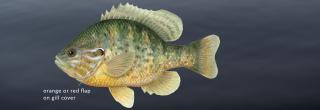 Pumpkinseed illustration