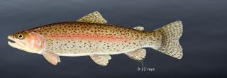 Rainbow trout illustration