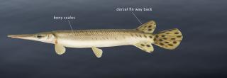 Shortnose gar illustration