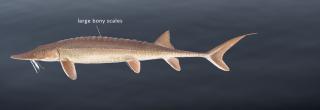 Shovelnose sturgeon illustration