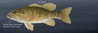 Smallmouth bass illustration