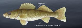 Walleye illustration