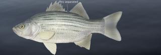 White bass illustration