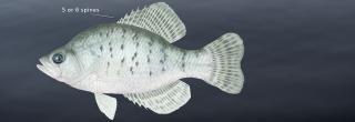 White crappie illustration