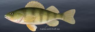 Yellow-perch illustration