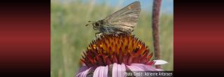 Dakota Skipper (Photo Credit: Adrienne Antonsen)