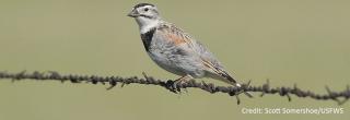 McCown's Longspur