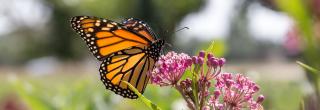 Monarch Butterfly | North Dakota Game and Fish