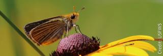 Poweshiek skipperling