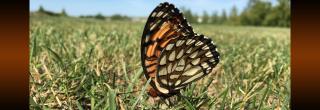 Regal Fritillary in grass