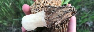 Morel mushrooms