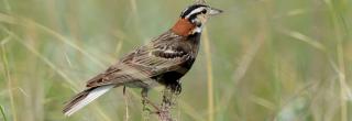 Chestnut collared longspur