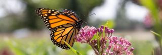 Monarch butterfly