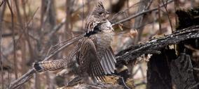 Ruffed grouse