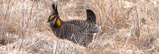 Greater Prairie Chicken male