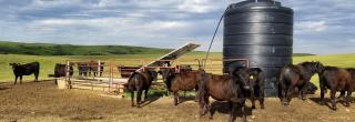 Cattle by waterer funded in part by the Save Our Lakes program