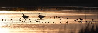 Birds in wetland