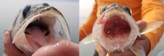 Healthy fish (left) fish with barotrauma (right)