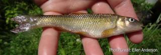 Hornyhead Chub  North Dakota Game and Fish