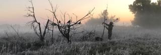 Hunter setting up dove decoys