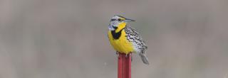 Meadowlark on a fence post