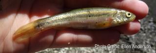 Northern Pearl Dace