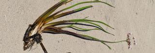 Flowering Rush with roots