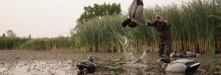 Man throwing duck decoys into the water