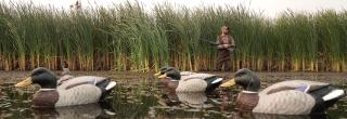 Duck hunter with decoys
