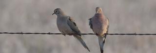 Mourning doves