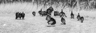 Wild Turkey