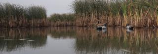 duck decoys on water