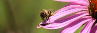 Bee on coneflower