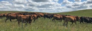 Cattle walking in field