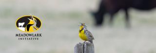 Meadowlark singing on fencepost with cow grazing in background