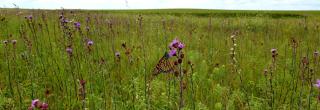 Monarch butterfly on flower